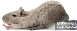 AN IMAGE OF A RAT STRETCHING